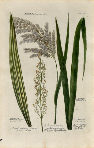 Johann Wilhelm Weinmann (1683-1741) Arundo (Reed) N. 179