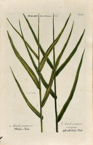 Johann Wilhelm Weinmann (1683-1741) Phalaris arundinacea (Reed Canary Grass) N. 180