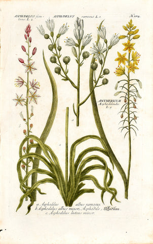 Johann Wilhelm Weinmann (1683-1741) Asphodelus & Anthericum (St. Bernard's Lily) N. 184