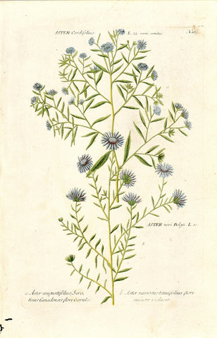 Johann Wilhelm Weinmann (1683-1741) Aster N. 187