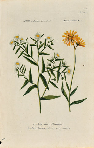Johann Wilhelm Weinmann (1683-1741) Aster & Inula N. 188