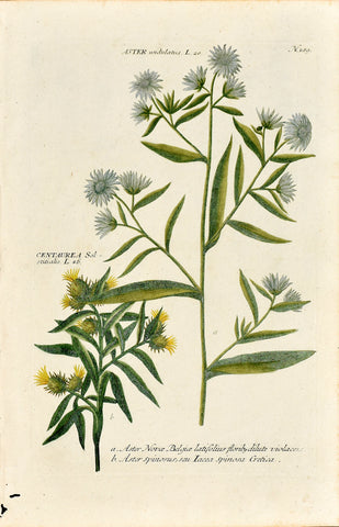 Johann Wilhelm Weinmann (1683-1741) Aster & Centaurea solstitialis (Yellow Starthistle) N. 189