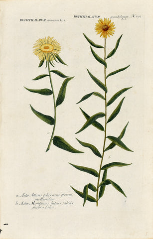 Johann Wilhelm Weinmann (1683-1741) Buphthalmum (Oxeye) N. 192