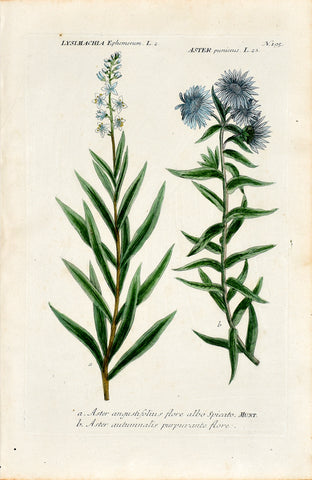 Johann Wilhelm Weinmann (1683-1741) Lysimachia ephemerum (Willow Loosestrife) & Aster N. 195