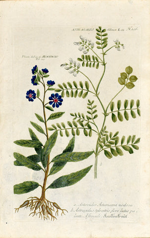Johann Wilhelm Weinmann (1683-1741) Astragalus (Milkvetch) & Asteroides nodosa (Aster-like Plant) N. 196