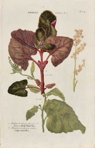 Johann Wilhelm Weinmann (1683-1741) Atriplex hortensis (Garden Orache) N. 204