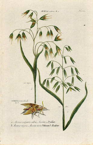 Johann Wilhelm Weinmann (1683-1741) Avena sativa (Common Oat) N. 205