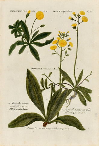 Johann Wilhelm Weinmann (1683-1741) Hieracium (Hawkweed) N. 206