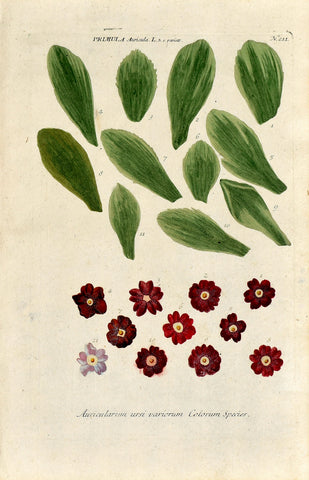 Johann Wilhelm Weinmann (1683-1741) Primula auricula N. 211
