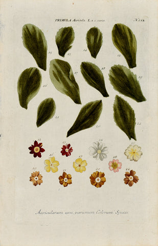 Johann Wilhelm Weinmann (1683-1741) Primula auricula N. 212
