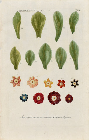 Johann Wilhelm Weinmann (1683-1741) Primula auricula N. 213