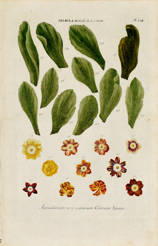 Johann Wilhelm Weinmann (1683-1741) Primula auricula N. 214