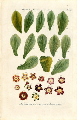 Johann Wilhelm Weinmann (1683-1741) Primula auricula N. 215