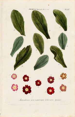 Johann Wilhelm Weinmann (1683-1741) Primula auricula N. 216