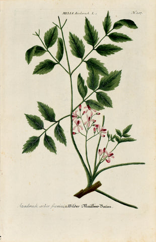 Johann Wilhelm Weinmann (1683-1741) Melia azedarach (Chinaberry) N. 217