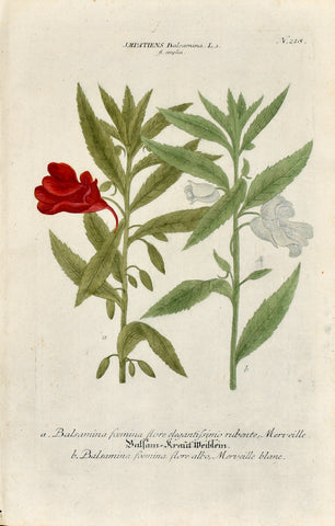 Johann Wilhelm Weinmann (1683-1741) Impatiens balsamina (Garden Balsam) N. 218