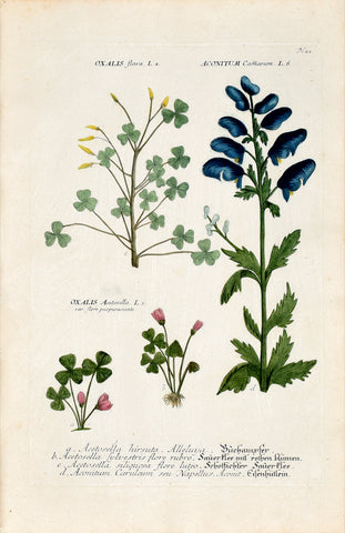 Johann Wilhelm Weinmann (1683-1741) Oxalis & Aconitum (Wood Sorrel & Monkshood) N. 21