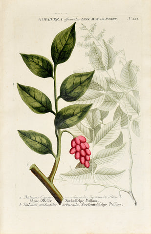 Johann Wilhelm Weinmann (1683-1741) Copaifera officinalis (Copaiba Balsam) N. 224