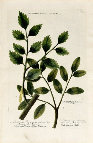 Johann Wilhelm Weinmann (1683-1741) Peruifera (Peruvian Balsam) & Toluifera (Tolu Balsam) N. 225