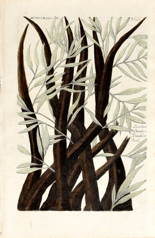 Johann Wilhelm Weinmann (1683-1741) Arundo bambos (Bamboo) N. 226