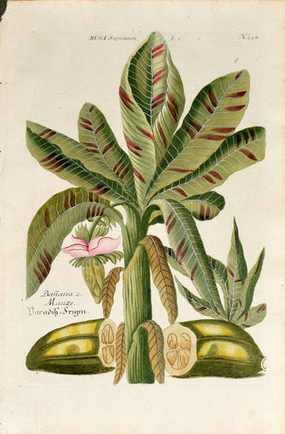 Johann Wilhelm Weinmann (1683-1741) Musa sapientum (Banana) N. 228