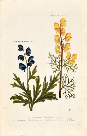 Johann Wilhelm Weinmann (1683-1741) Aconitum (Monkshood) N. 22