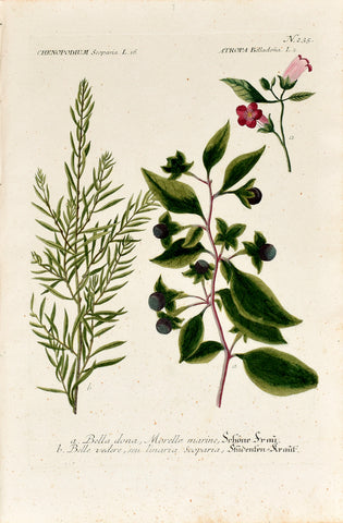Johann Wilhelm Weinmann (1683-1741) Atropa belladonna (Deadly Nightshade) & Chenopodium scoparia (Summer Cypress) N. 235