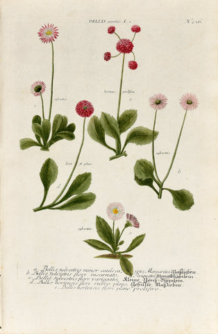 Johann Wilhelm Weinmann (1683-1741) Bellis perennis (Common Daisy) N. 236
