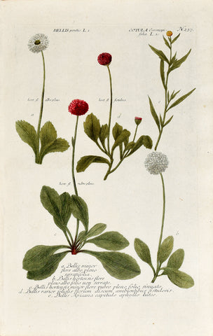 Johann Wilhelm Weinmann (1683-1741) Bellis perennis (Common Daisy) & Cotula coronopifolia (Brass Buttons) N. 237