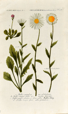 Johann Wilhelm Weinmann (1683-1741) Globularia (Globularia) & Chrysanthemum (Oxeye Daisy) N. 238