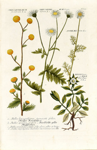 Johann Wilhelm Weinmann (1683-1741) Chrysanthemum, Anthemis cota (Chamomile) & Bellis capensis (Cape Daisy) N. 239