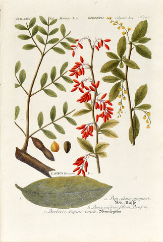 Johann Wilhelm Weinmann (1683-1741) Guilandina (Ben-nut) & Laurus (Spicebush) & Berberis (Common Barberry) N. 240