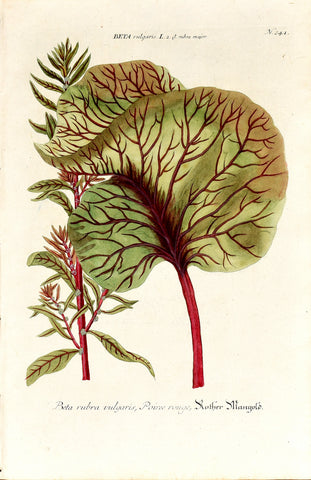 Johann Wilhelm Weinmann (1683-1741) Beta (Red Beet) N. 241