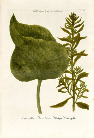 Johann Wilhelm Weinmann (1683-1741) Beta (White Beet) N. 242