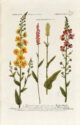 Johann Wilhelm Weinmann (1683-1741) Polygonum (Bistort) & Verbascum (Moth Mullein) N. 245