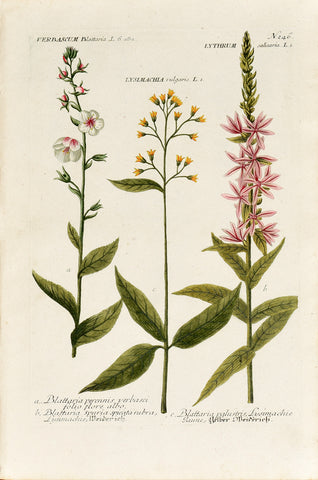 Johann Wilhelm Weinmann (1683-1741) Verbascum (Moth Mullein) & Lysimachia & Lythrum (Loosestrife) N. 246