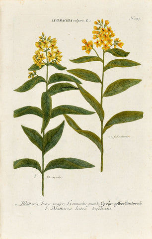 Johann Wilhelm Weinmann (1683-1741) Lysimachia (Yellow Loosestrife) N. 247