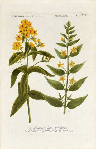 Johann Wilhelm Weinmann (1683-1741) Lysimachia (Yellow Loosestrife) N. 248