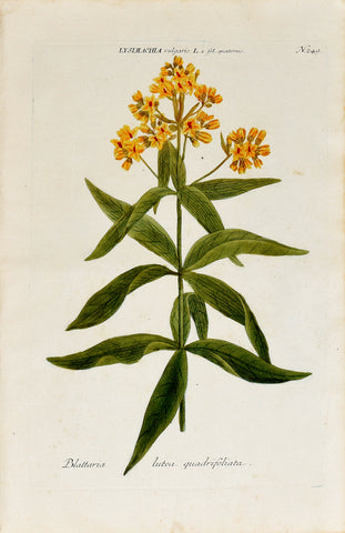 Johann Wilhelm Weinmann (1683-1741) Lysimachia (Yellow Loosestrife) N. 249