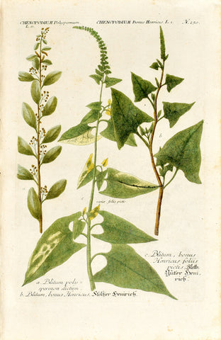 Johann Wilhelm Weinmann (1683-1741) Chenopodium (Good King Henry) N. 250