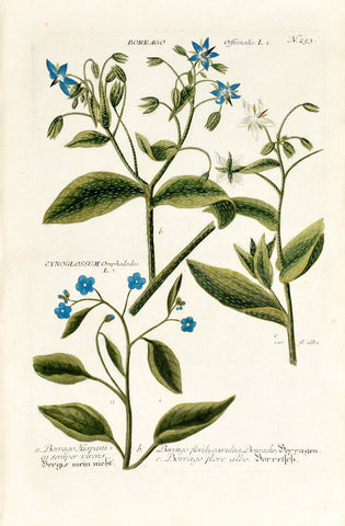 Johann Wilhelm Weinmann (1683-1741) Borago (Borage) & Cynoglossum (Blue Hound’s-tongue) N. 253