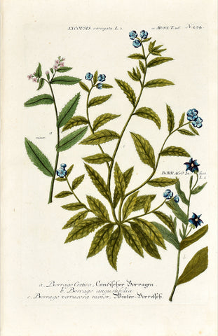 Johann Wilhelm Weinmann (1683-1741) Lycopsis (Bugloss) & Borago (Borage) N. 254