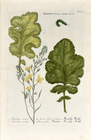 Johann Wilhelm Weinmann (1683-1741) Brassica (Kale) N. 262