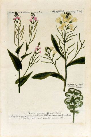 Johann Wilhelm Weinmann (1683-1741) Brassica (Cabbage) N. 265