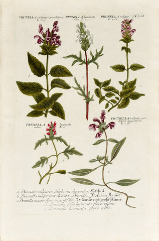 Johann Wilhelm Weinmann (1683-1741) Prunella (Self-heal) N. 268