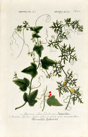 Johann Wilhelm Weinmann (1683-1741) Bryonia (Bryony) N. 269