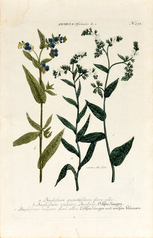 Johann Wilhelm Weinmann (1683-1741) Anchusa (Bugloss) N. 271
