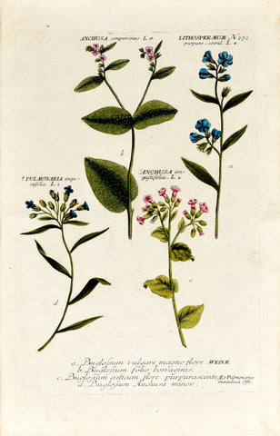 Johann Wilhelm Weinmann (1683-1741) Anchusa (Bugloss) & Lithospermum (Gromwell) N. 272