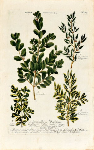 Johann Wilhelm Weinmann (1683-1741) Buxus (Boxwood) N. 275