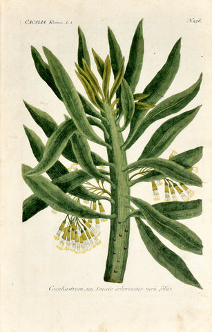 Johann Wilhelm Weinmann (1683-1741) Cacalia N. 276